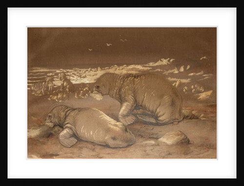 Walrus - Tricherchus rosmarus by Joseph Wolf
