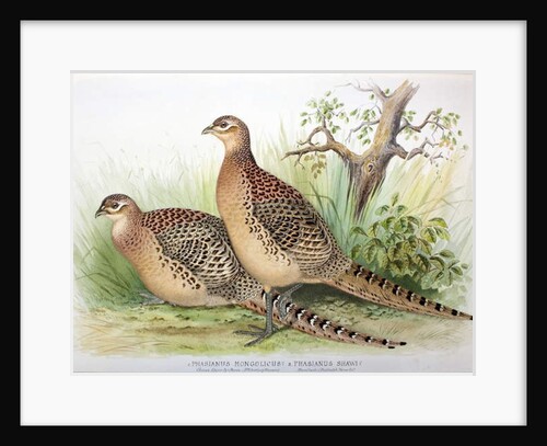 Phasianus mongolicus and Phasianus shawi, 1906-7 by Henry Jones