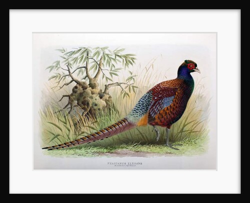Phasianus Elegans, 1906-7 by Henry Jones
