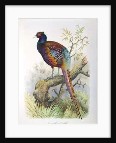 Phasianus strauchi, 1906-7 by Henry Jones