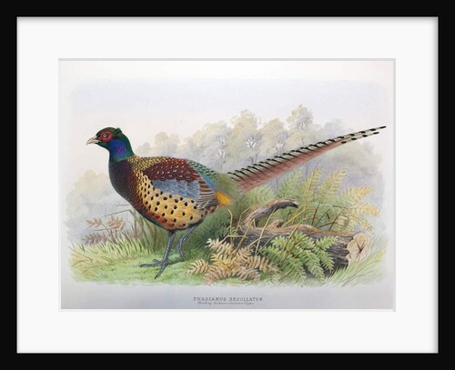 Phasianus Decollatus, 1906-7 by Henry Jones