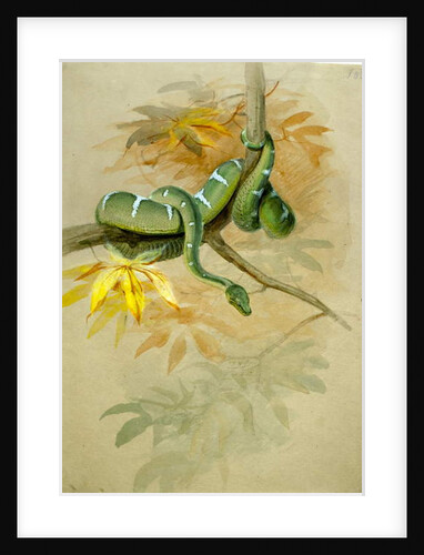 Green Boa by Joseph Wolf