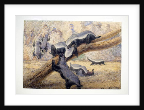 Ratels, 1864 by Joseph Wolf