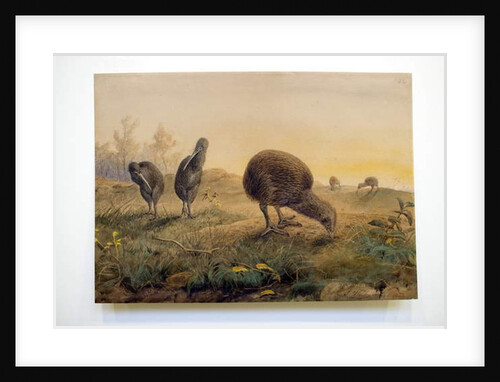 Kiwi Mantells, 1852 by Joseph Wolf