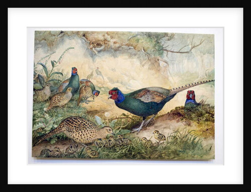 Japanese Pheasants, 1865 by Joseph Wolf
