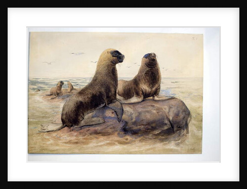 Pantagonian Sea Lions, c.1865 by Joseph Wolf