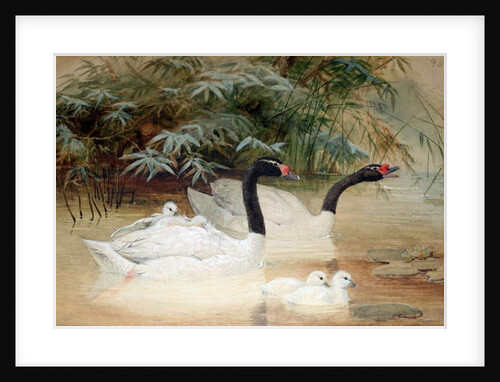Black-necked swan, 1852-54 by Joseph Wolf