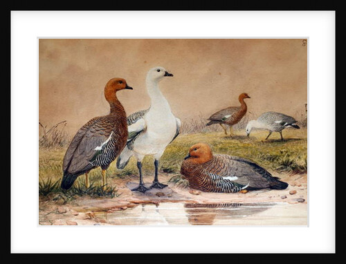 Upland Goose, 1852-54 by Joseph Wolf
