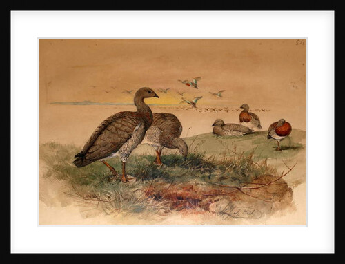 Ashy-headed Goose, 1852-54 by Joseph Wolf