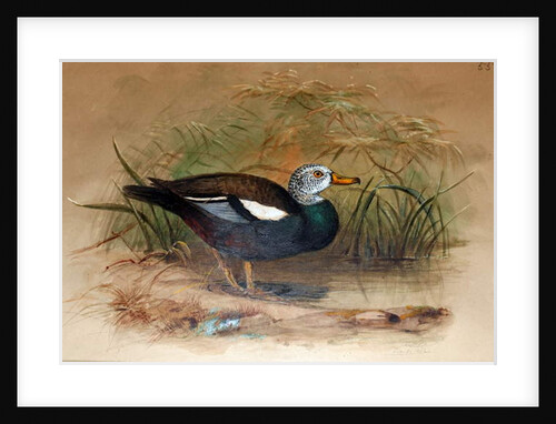 White-headed Sheldrake, 1852-54 by Joseph Wolf
