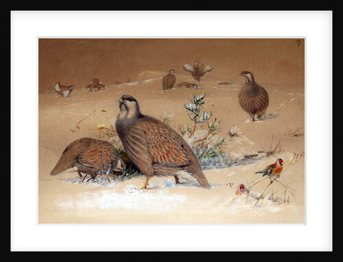 Caspian Snow-partridge, 1852-54 by Joseph Wolf