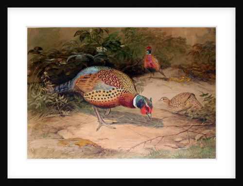 Ring-necked Pheasant, 1852-54 by Joseph Wolf