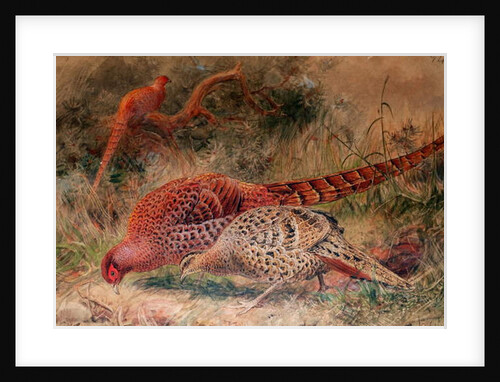 Soemmerring's Pheasant, 1852-54 by Joseph Wolf