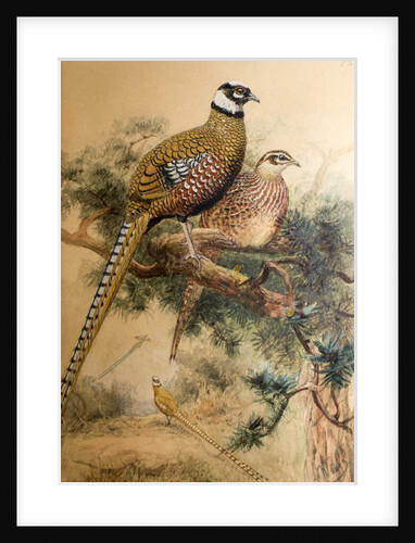 Bar-tailed Pheasant, 1852-54 by Joseph Wolf