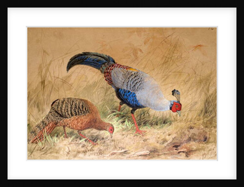 Siamese Pheasant, 1852-54 by Joseph Wolf