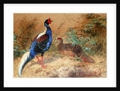 Swinhoe's Pheasant, 1852-54 by Joseph Wolf