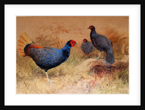 Rufous-tailed Pheasant, 1852-54 by Joseph Wolf