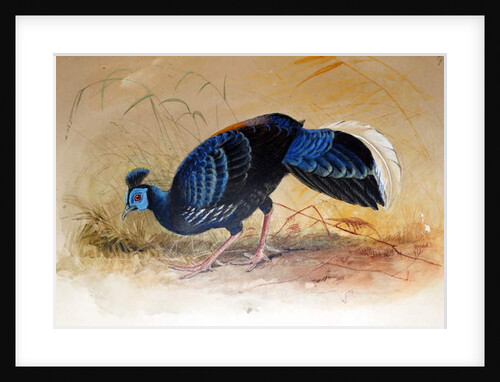 Vieillot's Fireback, 1852-54 by Joseph Wolf