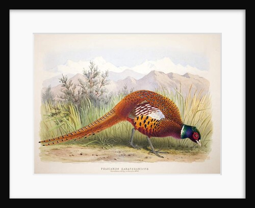 Phasianus zarafshanicus, c.1896-1921 by Henry Jones