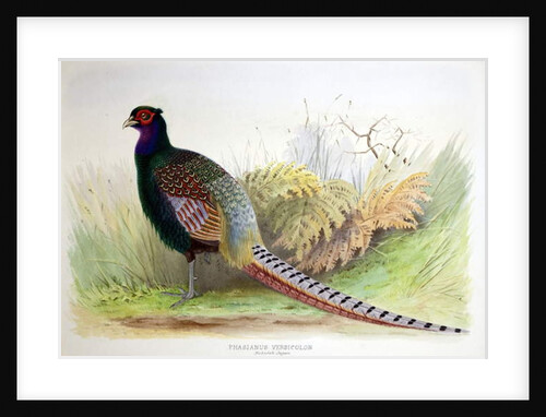 Phasianus Versicolor, c.1896-1921 by Henry Jones