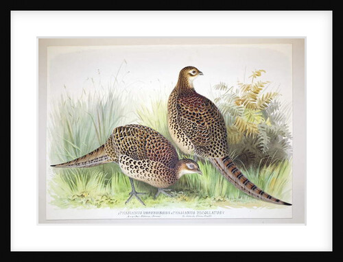Phasianus ussuriensis and Phasianus delocllatus, 1906-7 by Henry Jones