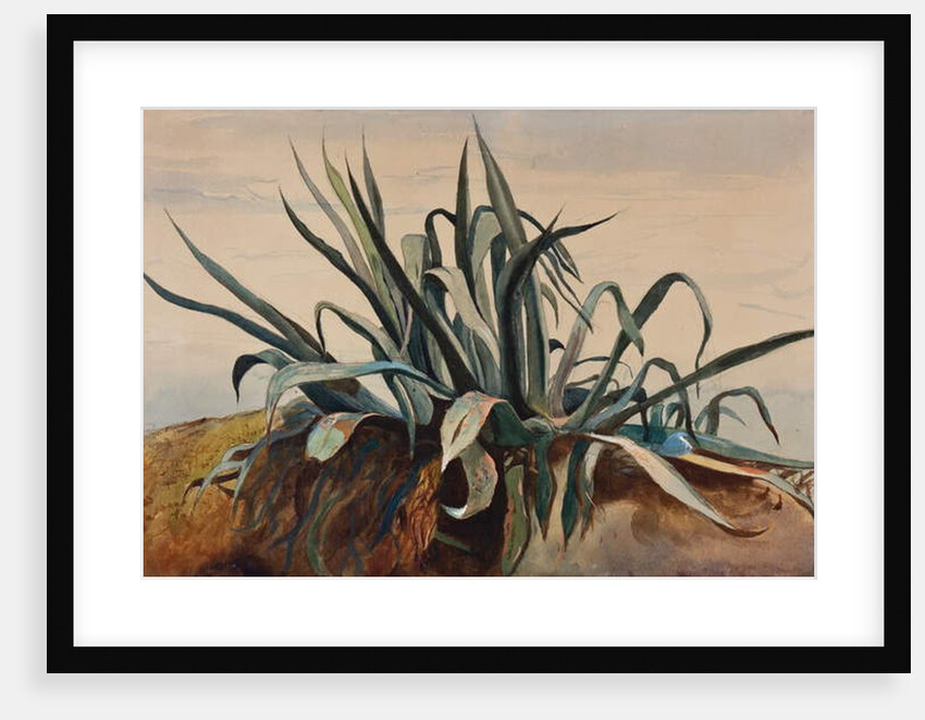 Study of an agave, with additions by a Borbone pupil by Giacinto Gigante