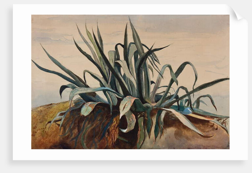 Study of an agave, with additions by a Borbone pupil by Giacinto Gigante