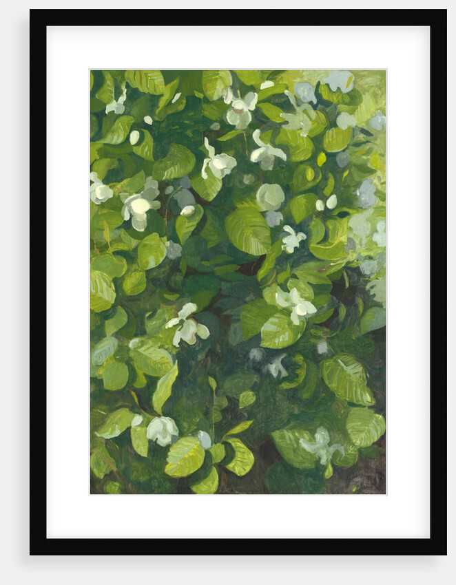 Magnolia in flower, 2014 by Leigh Glover