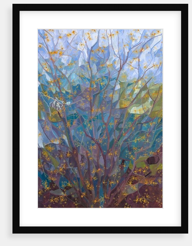 Witch Hazel in Flower, 2015 by Leigh Glover