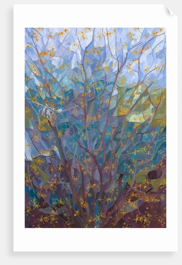 Witch Hazel in Flower, 2015 by Leigh Glover