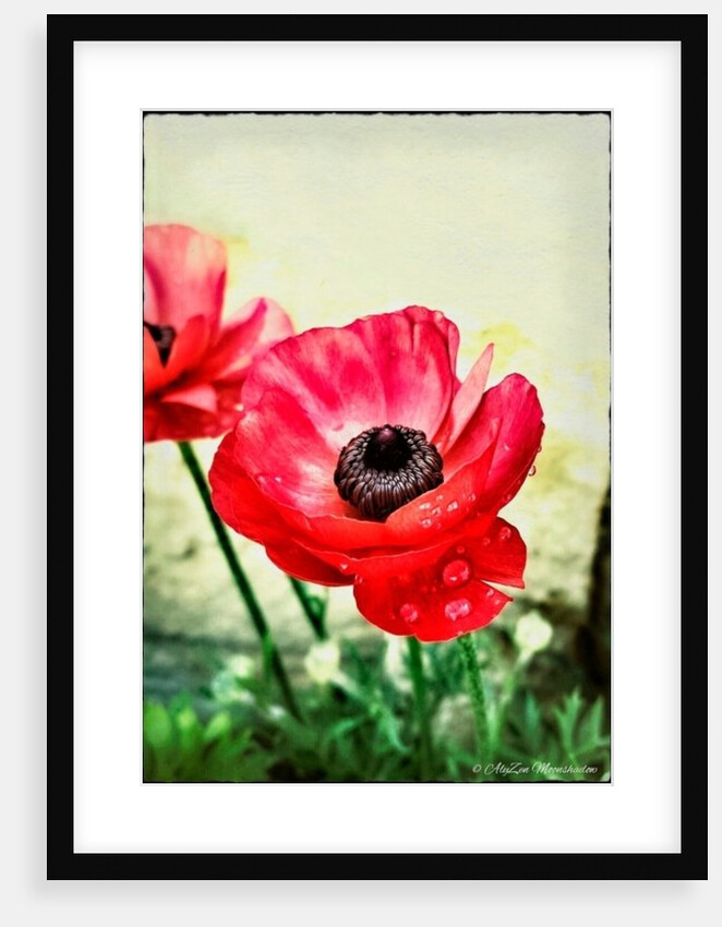 Red Anemone, 2013 by AlyZen Moonshadow
