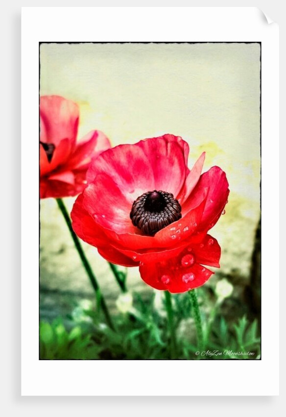 Red Anemone, 2013 by AlyZen Moonshadow