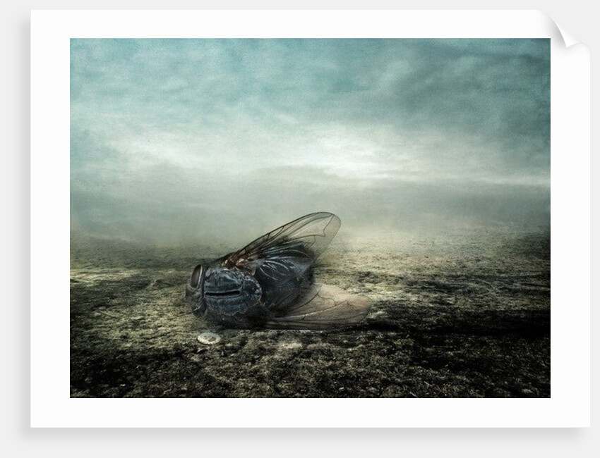 Fly, 2013 by Johan Lilja