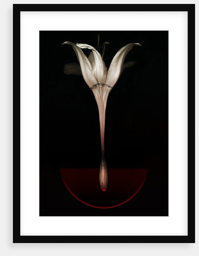 Bleeding lily, 2013 by Johan Lilja