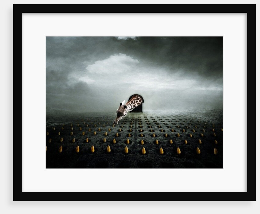 Ttulip thief 2, 2013 by Johan Lilja