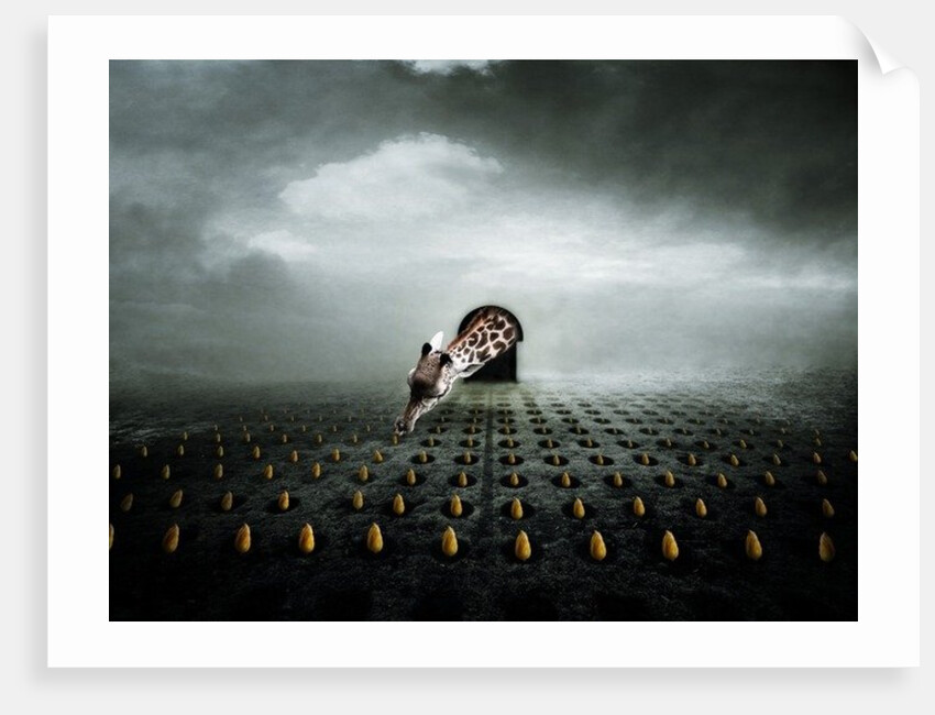 Ttulip thief 2, 2013 by Johan Lilja