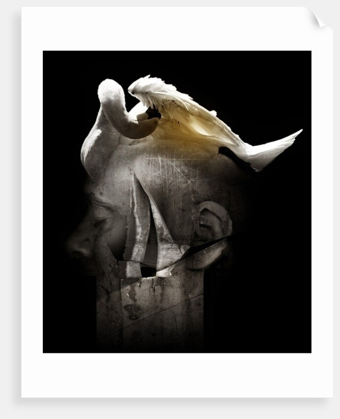 Swan, 2013 by Johan Lilja