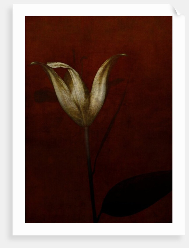 Lily, 2015 by Johan Lilja