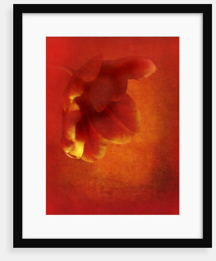 Flower in red, 2016 digital photo art) by Johan Lilja