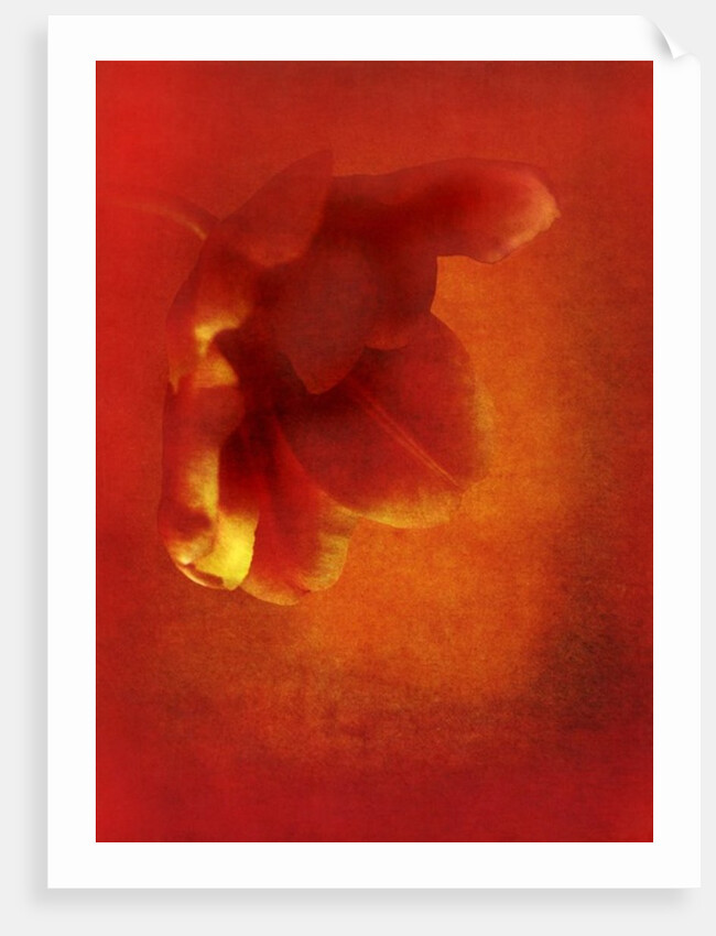 Flower in red, 2016 digital photo art) by Johan Lilja