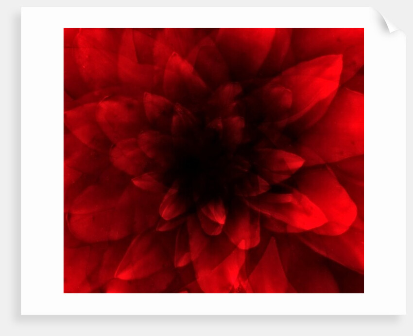 Flower red shade, 2016 by Johan Lilja