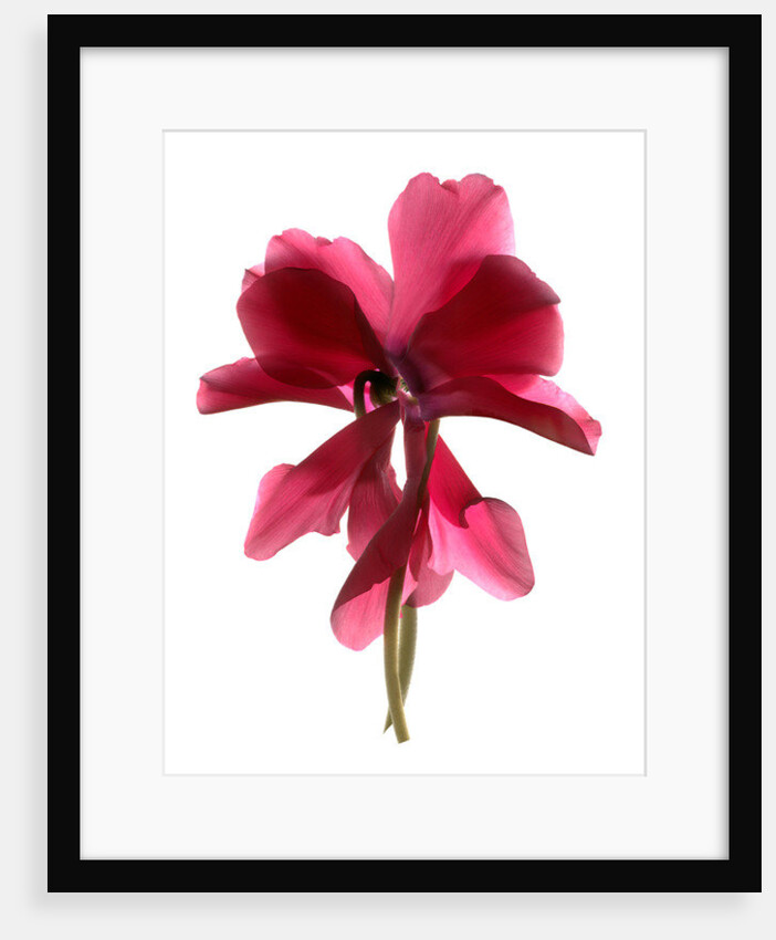 Cyclamen Dance, 2009 by Julia McLemore