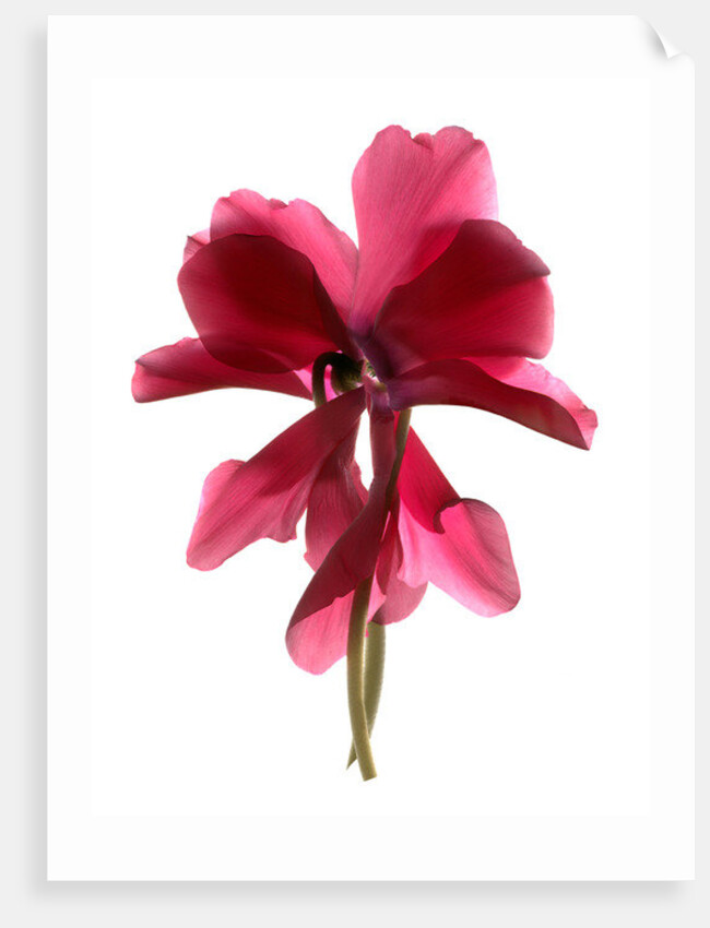 Cyclamen Dance, 2009 by Julia McLemore