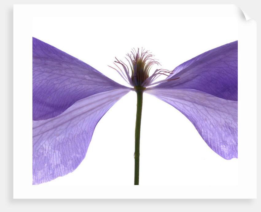 Clematis Float, 2009 by Julia McLemore