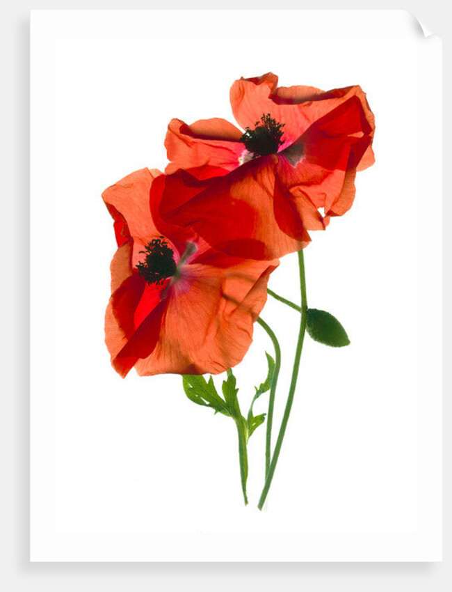 Margie's Poppy Duo,2012, by Julia McLemore