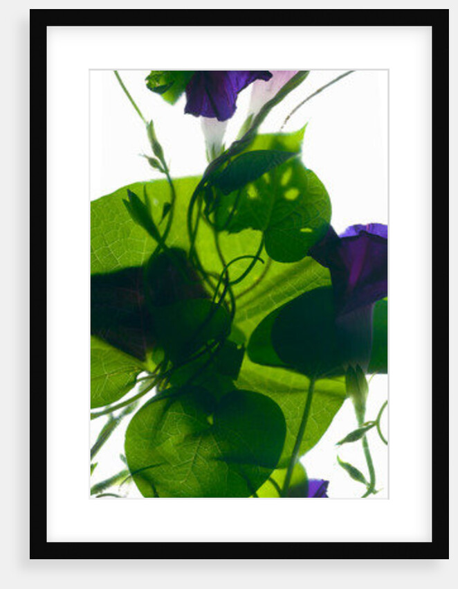Morning Glory Rising, 2010 by Julia McLemore