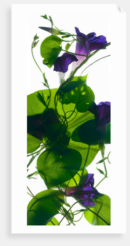 Morning Glory Rising, 2010 by Julia McLemore