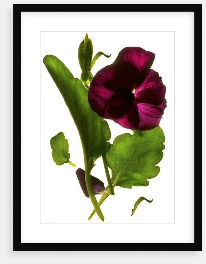 Pansy Purple, 2014 by Julia McLemore