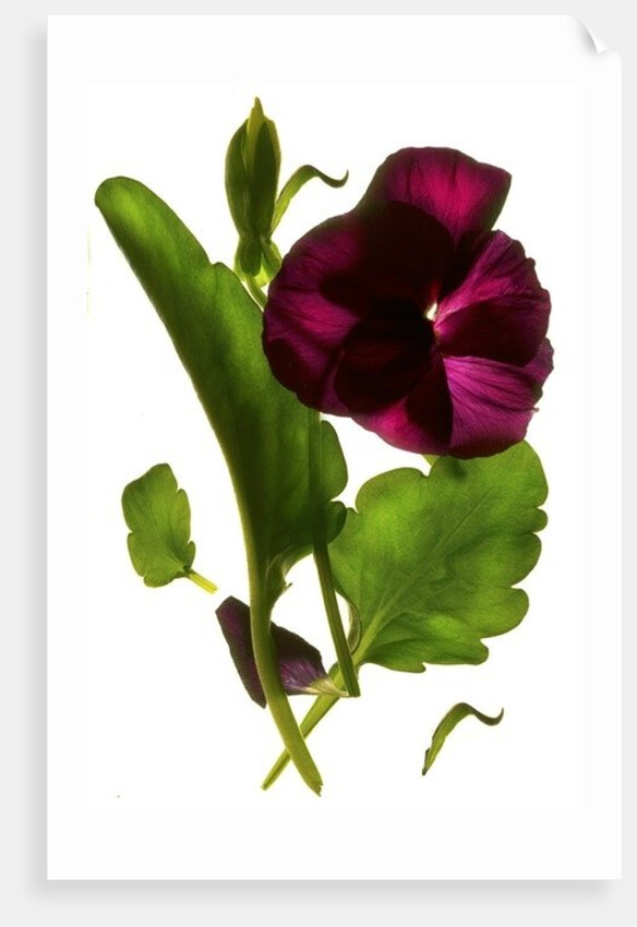 Pansy Purple, 2014 by Julia McLemore