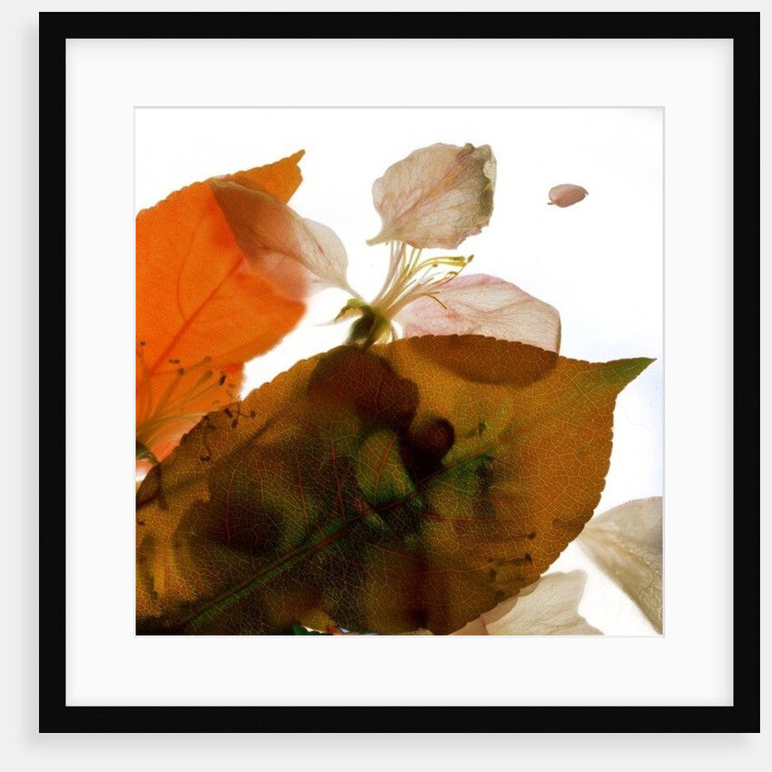 Crabapple Rose I, 2014 by Julia McLemore